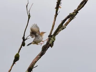 Kenya Endemics Birding Tour