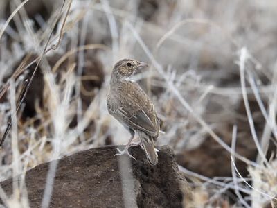 Kenya Endemics Birding Tour