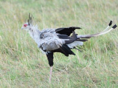 DSC_4467 Ngorongoro Crater Birding Day Tour