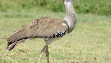 Kenya Birds Photography Safari