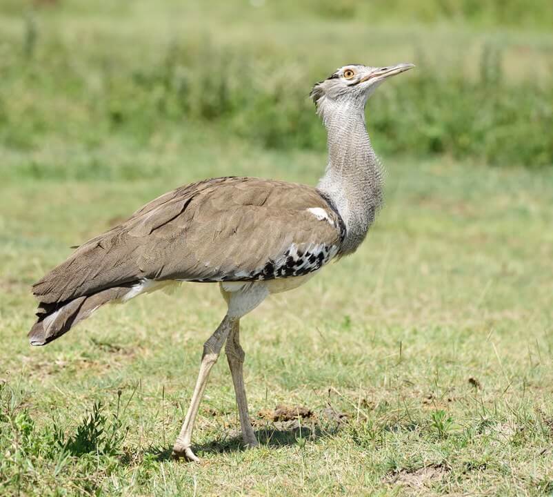 Kenya Birds Photography Safari