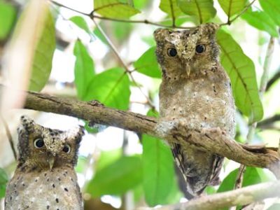 Kenya Endemics Birding Tour