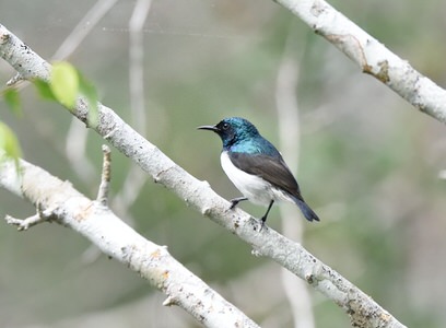 DSC_5633 Usambara Endemics Birding Tour