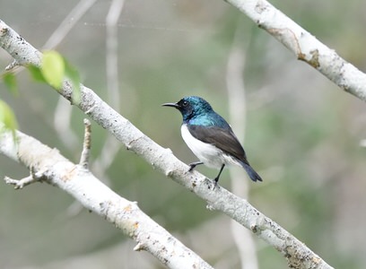 Usambara Endemics Birding Tour