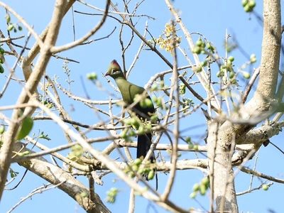 Usambara Endemics Birding Tour