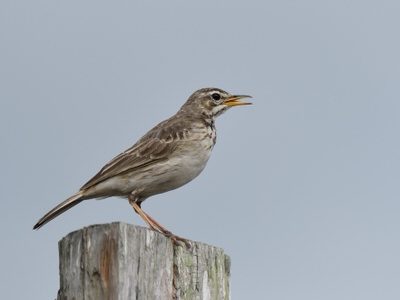 Kenya Endemics Birding Tour