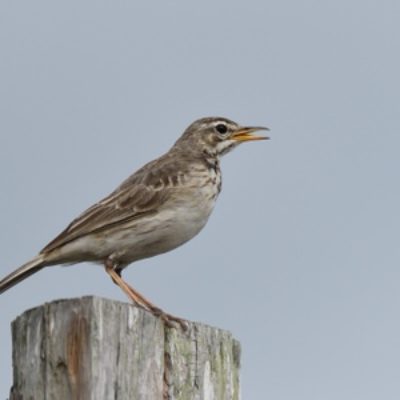 Coastal Kenya and Usambaras Birding Tour