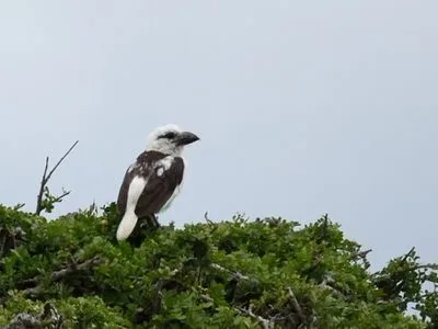 DSC_9802 Ol Donyo Sabuk National Park Birding Tour