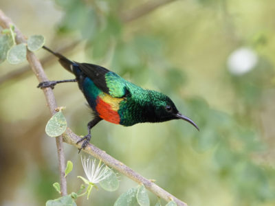Kenya Birds Photography Safari