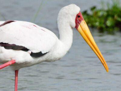 Lake Manyara National Park Birding Day Tour