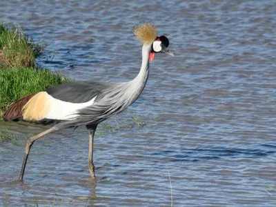 Rwanda Birding Tour