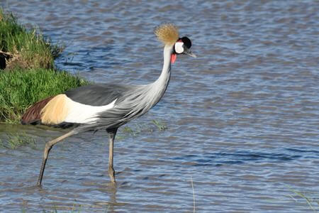 Northern Uganda Birding Safari