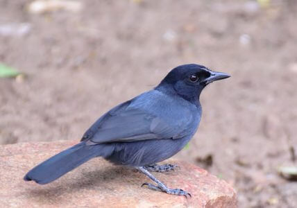 Usambara Endemics Birding Tour