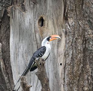 Northern Uganda Birding Safari