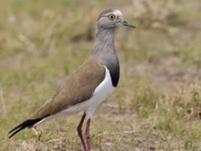 Uganda and Kenya Birding Tour