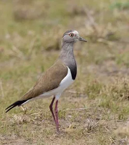 Tanzania and Uganda Birding Tour