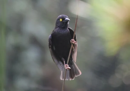 Uganda Short Birding Safari
