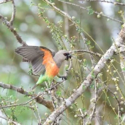 Coastal Kenya and Usambaras Birding Tour