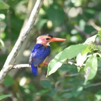 Kenya Budget Birding Tour