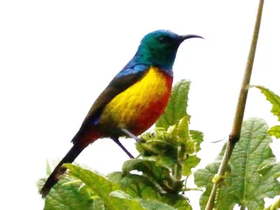 Rwanda Birding Tour