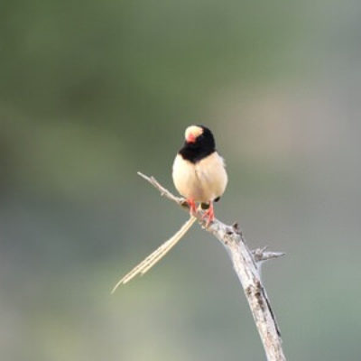 Coastal Kenya and Usambaras Birding Tour