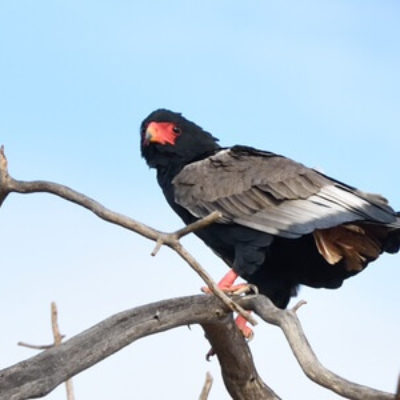 Coastal Kenya and Usambaras Birding Tour