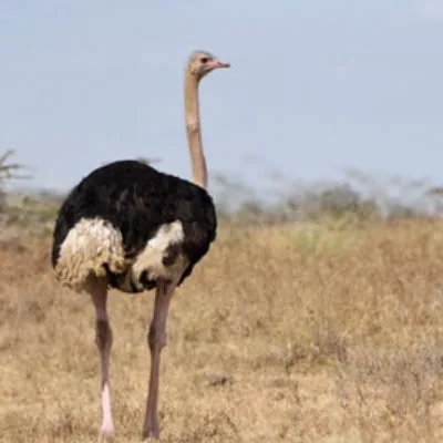 Coastal Kenya and Usambaras Birding Tour