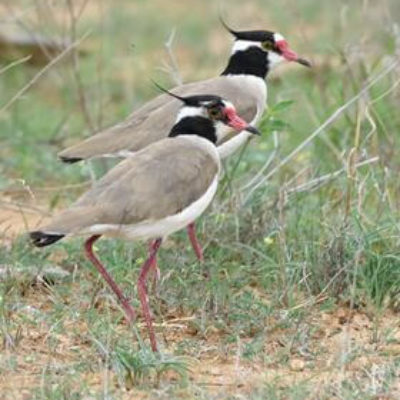 Coastal Kenya and Usambaras Birding Tour