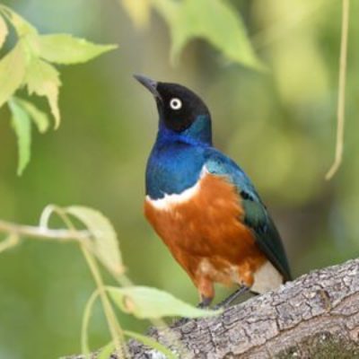Coastal Kenya and Usambaras Birding Tour