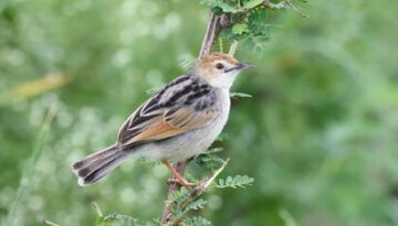 Tanzania and Kenya Birding Safari