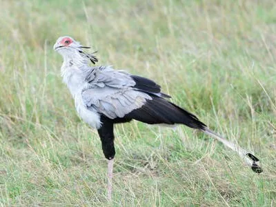 Tanzania Birds Photography Tour