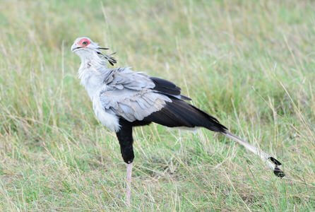 Northern Uganda Birding Safari