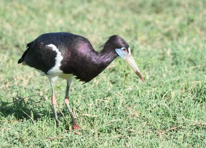 Uganda Budget Birding Tour