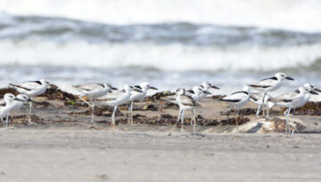 Pemba Island Endemics Birding Tour