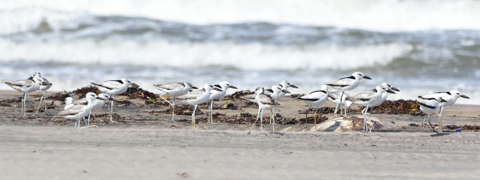 Pemba Island Endemics Birding Tour