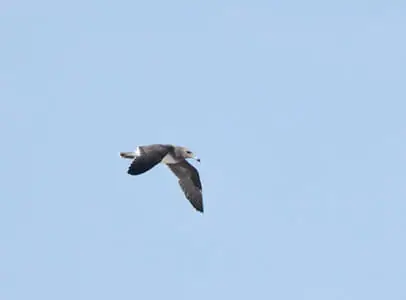 Pemba Island Endemics Birding Tour