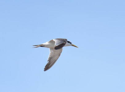 Pemba Island Endemics Birding Tour