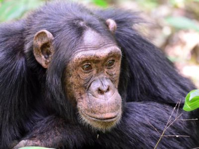Uganda Chimpanzee Trekking Tour
