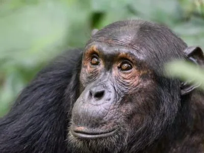 Rwanda Chimpanzee Trekking Tour