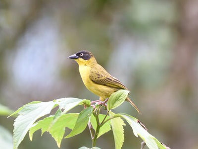 UGANDA AND RWANDA ALBERTINE RIFT ENDEMICS BIRDING TOUR