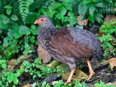 Rwanda Birding Tour