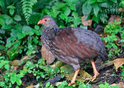 Rwanda Birding Tour