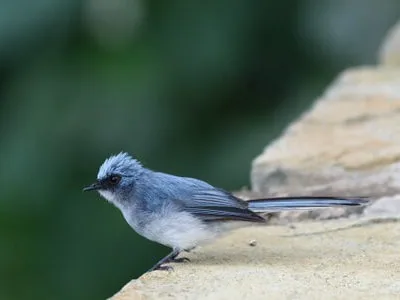 Rwanda Birding Tour
