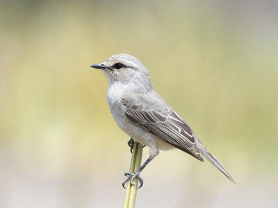 Lake Manyara National Park Birding Day Tour