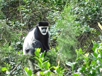 A Birding Day Tour in the Western Mt. Kenya Forests