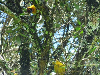 A Birding Day Tour in the Western Mt. Kenya Forests