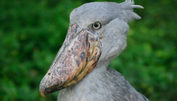 Mabamba Swamp Shoebill Tour