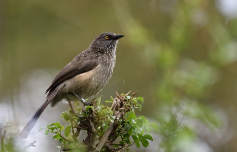Kenya and Tanzania Birding Tour