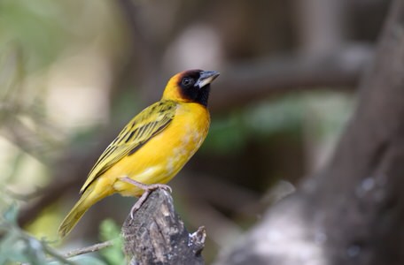 Kenya and Tanzania Birding Tour