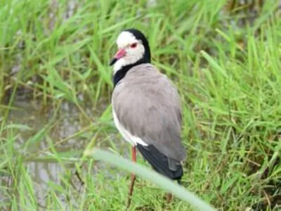Kenya Birds Photography Tour